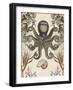 Antiquarian Menagerie - Octopus-Naomi McCavitt-Framed Art Print