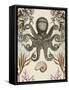 Antiquarian Menagerie - Octopus-Naomi McCavitt-Framed Stretched Canvas