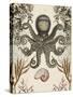 Antiquarian Menagerie - Octopus-Naomi McCavitt-Stretched Canvas