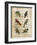 Antiquarian Parrots I-Vision Studio-Framed Art Print