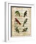 Antiquarian Parrots I-Vision Studio-Framed Art Print