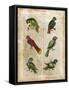 Antiquarian Parrots I-Vision Studio-Framed Stretched Canvas