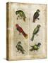 Antiquarian Parrots I-Vision Studio-Stretched Canvas