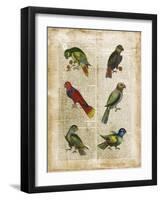 Antiquarian Parrots I-Vision Studio-Framed Art Print