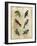 Antiquarian Parrots I-Vision Studio-Framed Art Print