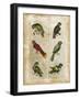 Antiquarian Parrots I-Vision Studio-Framed Art Print