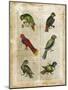 Antiquarian Parrots I-Vision Studio-Mounted Art Print