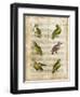 Antiquarian Parrots II-Vision Studio-Framed Art Print