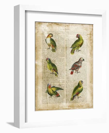 Antiquarian Parrots II-Vision Studio-Framed Art Print