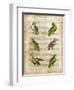 Antiquarian Parrots II-Vision Studio-Framed Art Print