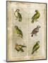 Antiquarian Parrots II-Vision Studio-Mounted Art Print