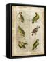 Antiquarian Parrots II-Vision Studio-Framed Stretched Canvas