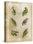 Antiquarian Parrots II-Vision Studio-Stretched Canvas