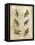 Antiquarian Parrots II-Vision Studio-Framed Stretched Canvas