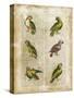 Antiquarian Parrots II-Vision Studio-Stretched Canvas