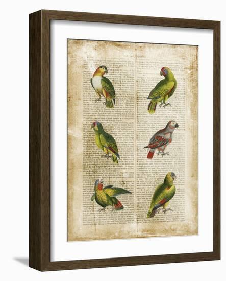 Antiquarian Parrots II-Vision Studio-Framed Art Print