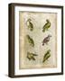 Antiquarian Parrots II-Vision Studio-Framed Art Print