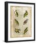 Antiquarian Parrots II-Vision Studio-Framed Art Print