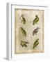 Antiquarian Parrots II-Vision Studio-Framed Art Print