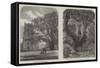 Antiquarian Researches at Helmingham-null-Framed Stretched Canvas