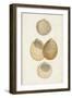 Antiquarian Shell Study II-Vision Studio-Framed Art Print