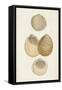 Antiquarian Shell Study II-Vision Studio-Framed Stretched Canvas