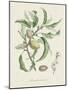 Antique Almond Botanical IV-de Langlois-Mounted Art Print