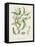 Antique Almond Botanical IV-de Langlois-Framed Stretched Canvas