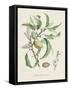 Antique Almond Botanical IV-de Langlois-Framed Stretched Canvas