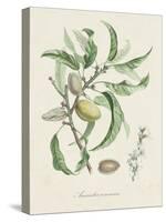 Antique Almond Botanical IV-de Langlois-Stretched Canvas