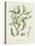 Antique Almond Botanical IV-de Langlois-Stretched Canvas