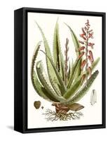 Antique Aloe I-null-Framed Stretched Canvas