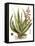 Antique Aloe I-null-Framed Stretched Canvas