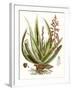 Antique Aloe I-null-Framed Art Print