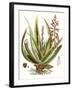 Antique Aloe I-null-Framed Art Print