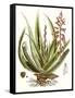 Antique Aloe I-null-Framed Stretched Canvas