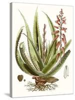 Antique Aloe I-null-Stretched Canvas