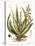 Antique Aloe I-null-Stretched Canvas