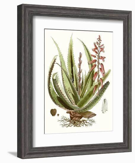 Antique Aloe I-null-Framed Art Print