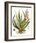 Antique Aloe I-null-Framed Art Print