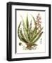 Antique Aloe I-null-Framed Art Print