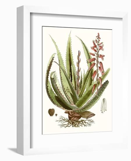 Antique Aloe I-null-Framed Art Print