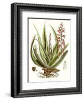 Antique Aloe I-null-Framed Art Print