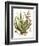 Antique Aloe I-null-Framed Art Print