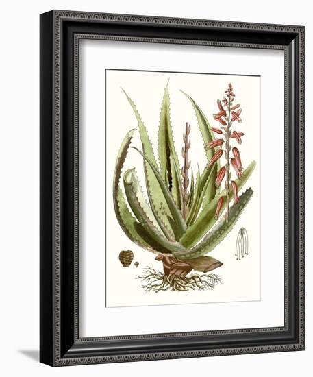 Antique Aloe I-null-Framed Art Print