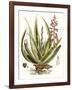 Antique Aloe I-null-Framed Art Print