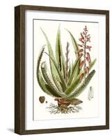 Antique Aloe I-null-Framed Art Print