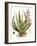 Antique Aloe I-null-Framed Art Print