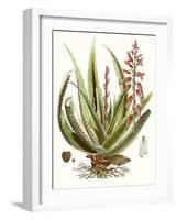 Antique Aloe I-null-Framed Art Print