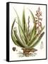 Antique Aloe I-null-Framed Stretched Canvas